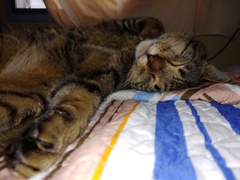 Cat lying on bed at home