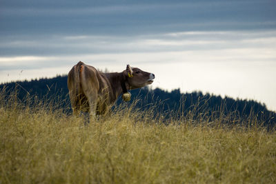 Horse on field against sky