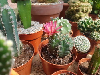 Close-up of potted plants