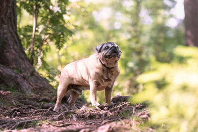 Dog running on field