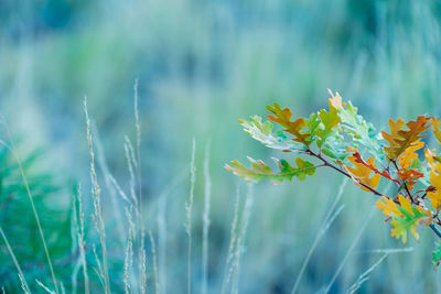 Close-up of flowering plant on field