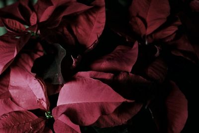 Full frame shot of red flowers