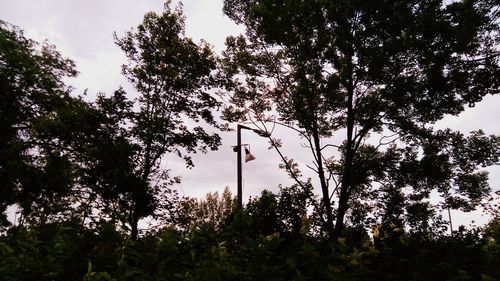 Low angle view of trees in forest against sky