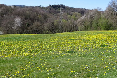 Scenic view of grassy field