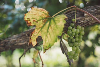 Close-up of grapes growing in vineyard