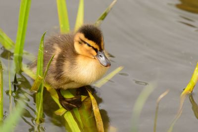 Close-up of duckling swimming on lake