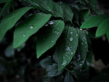 Close-up of wet plant leaves during rainy season