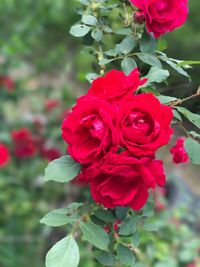 Close-up of red rose blooming outdoors