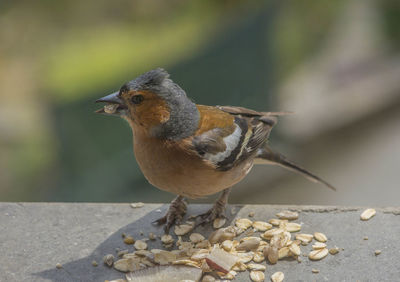 Close-up of bird eating food