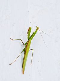Close-up of leaves over white background