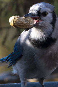 Close-up of bird