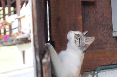 Close-up of a cat looking away