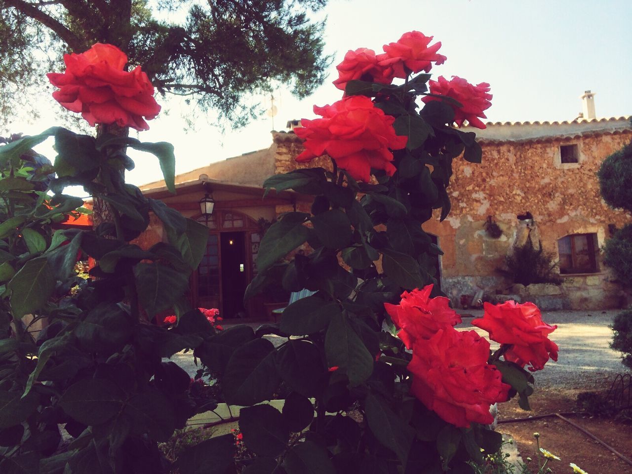 flower, freshness, fragility, petal, red, built structure, building exterior, growth, architecture, blooming, flower head, plant, beauty in nature, nature, in bloom, blossom, day, pink color, leaf, low angle view