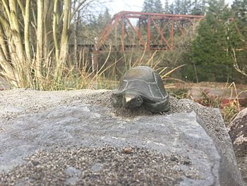 Close-up of tortoise on sand at beach