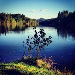 Reflection of trees in calm lake