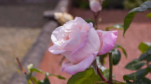 Close-up of pink flower blooming outdoors