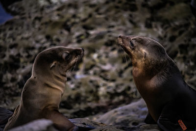 Close-up of two horses on rock