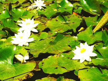 Close-up of lotus water lily in garden