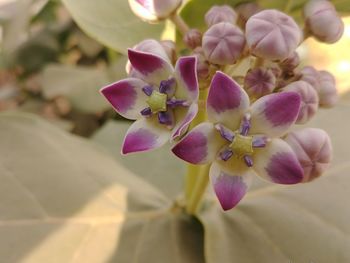 Close up of flowers