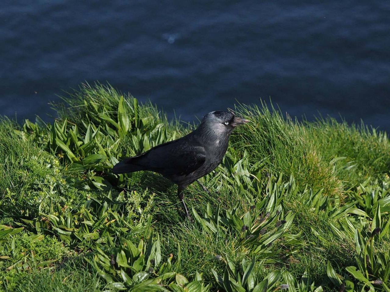 HIGH ANGLE VIEW OF BIRD ON GRASS LAND