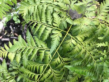 High angle view of green leaves on plant