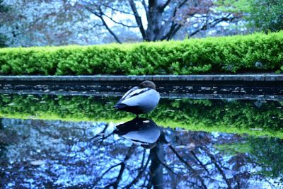 Reflection of trees in water