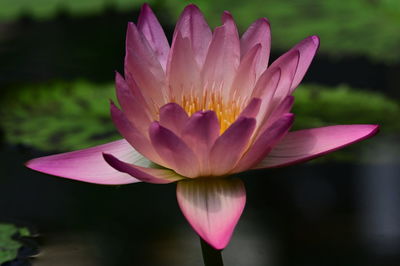 Close-up of pink water lily