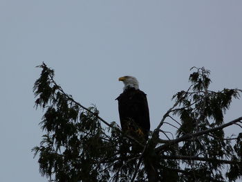 Low angle view of eagle perching on tree against clear sky