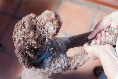 Midsection of man playing with dog