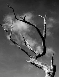 Low angle view of bare tree against sky
