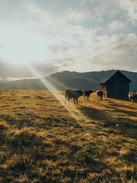 View of a horse grazing in field