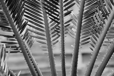 Full frame shot of palm trees