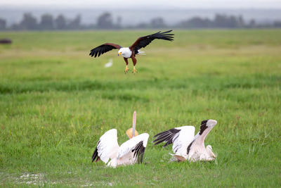 Bird flying over a field