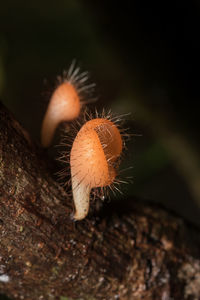 Close-up of mushroom growing on tree