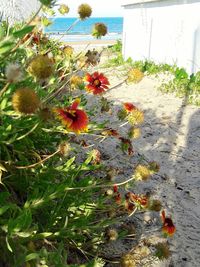 High angle view of flowers on beach against sky