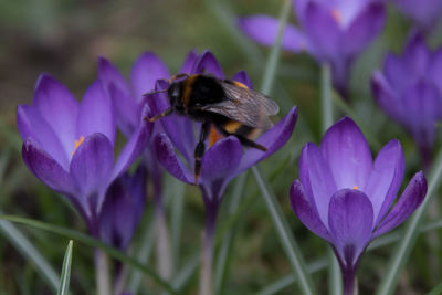 Bee pollinating on purple flower