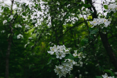Close-up of white flowering plant