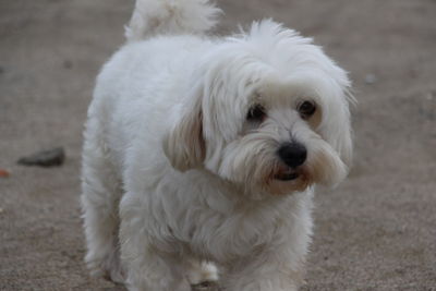 Close-up portrait of white dog