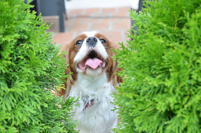 Dog in a back yard