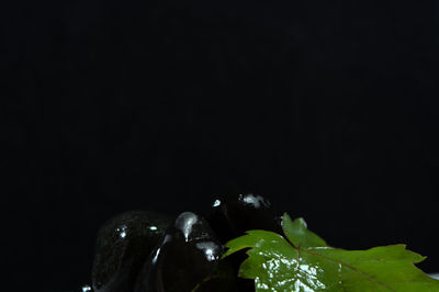 Close-up of plant against black background