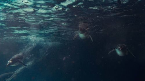 High angle view of man swimming in sea