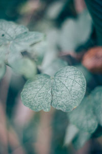 Close-up of leaves on plant