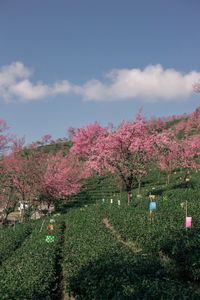 Pink cherry blossoms on field against sky