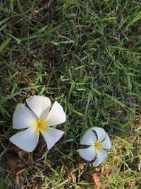 High angle view of white flowering plant on field