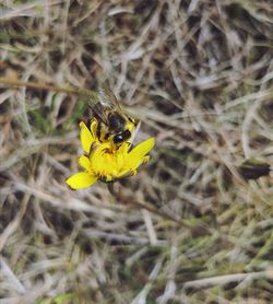 Close-up of insect on yellow flower