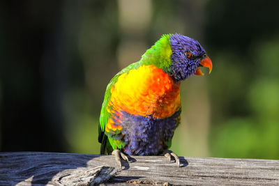 Close-up of parrot perching on wood