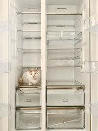 White cat in an empty fridge