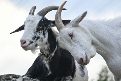 Close-up of goats on field