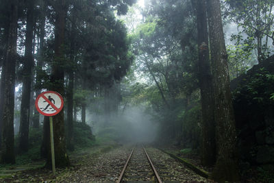 View of railroad tracks amidst trees in forest