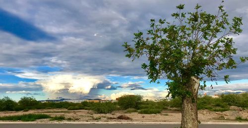 Tree on field against sky